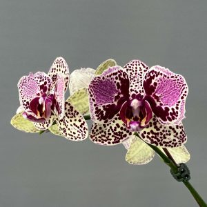 orchids