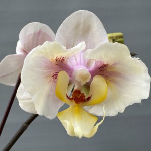 orchids