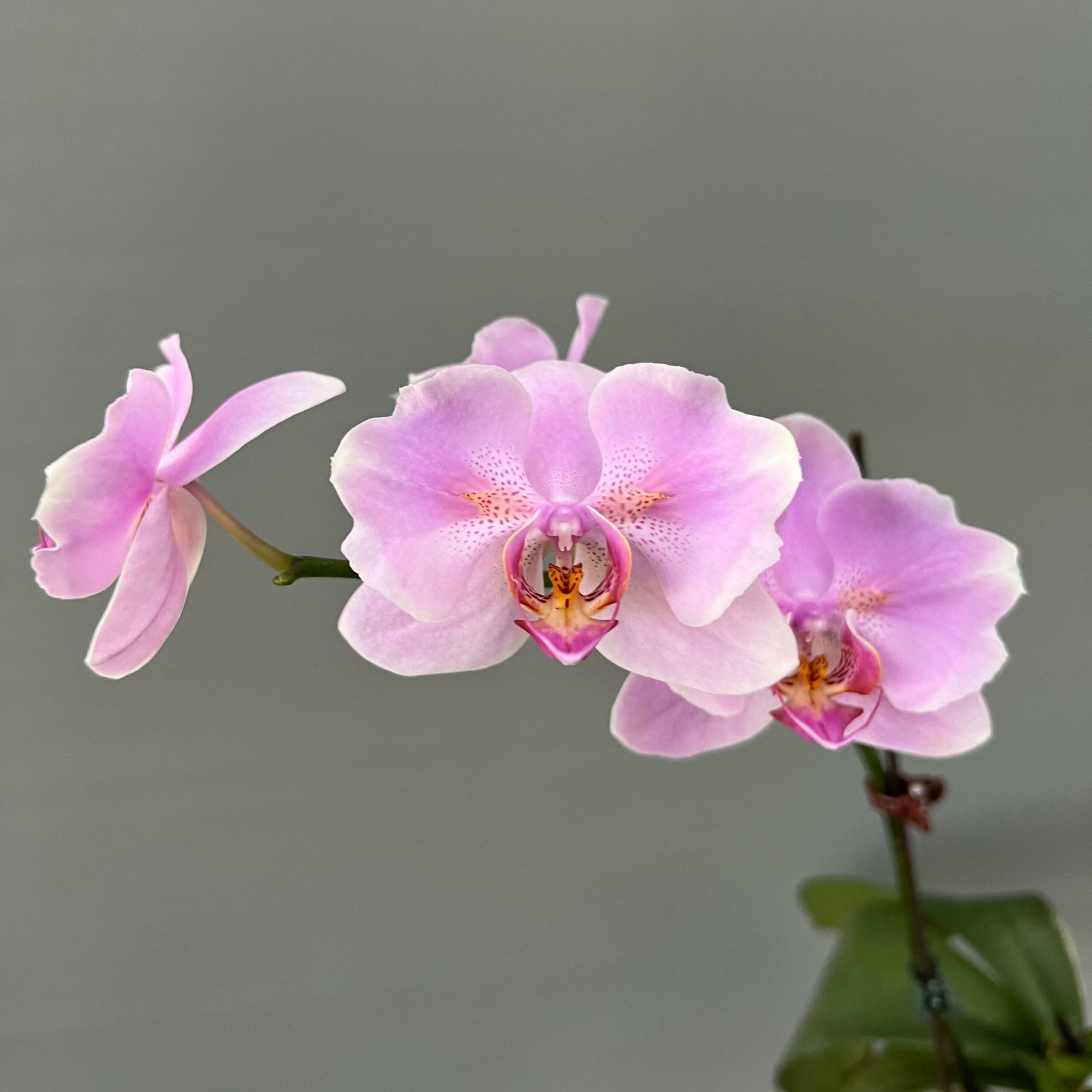 WhatsApp Image 2024-04-29 à 16.06.08_d72058e1 (1)