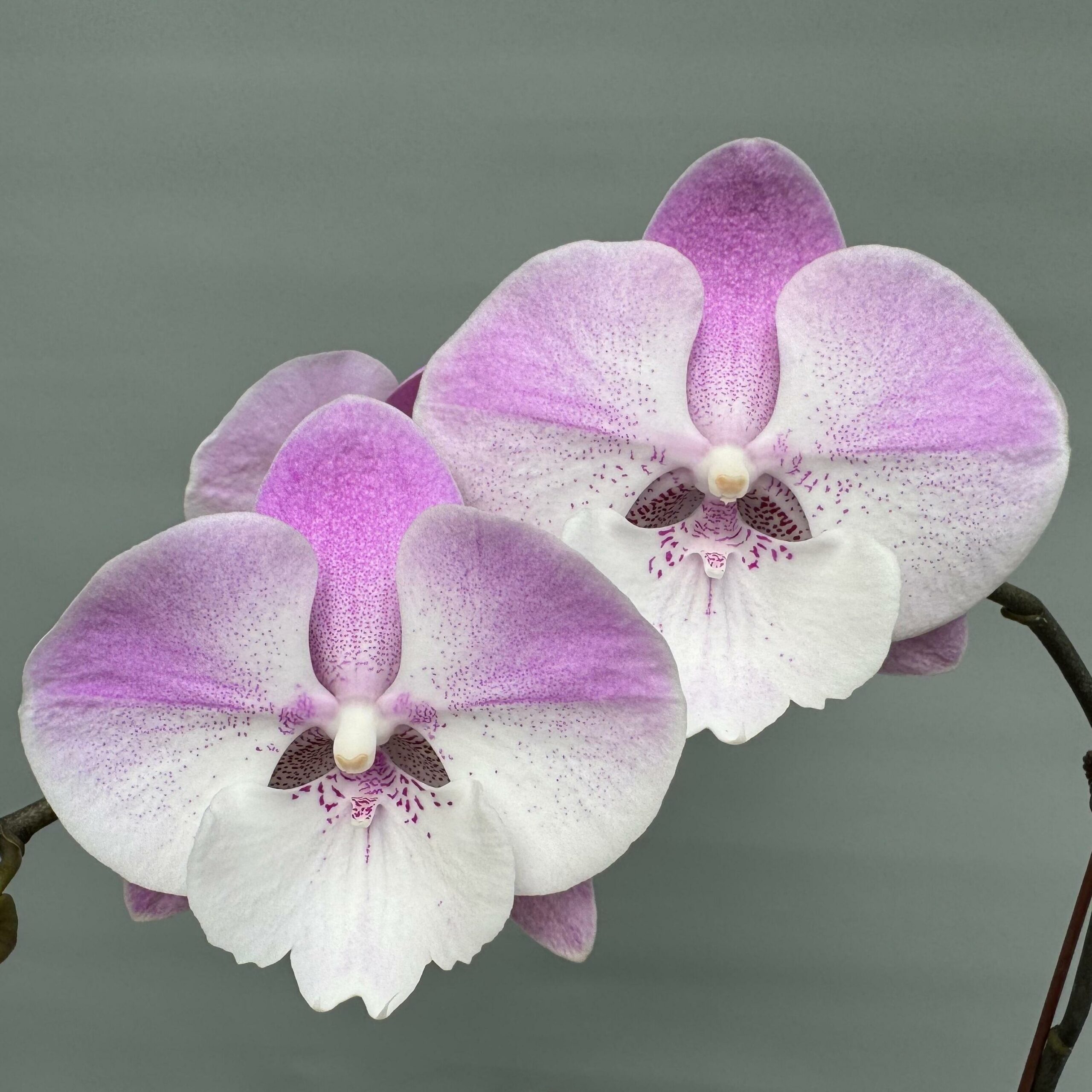 orchids