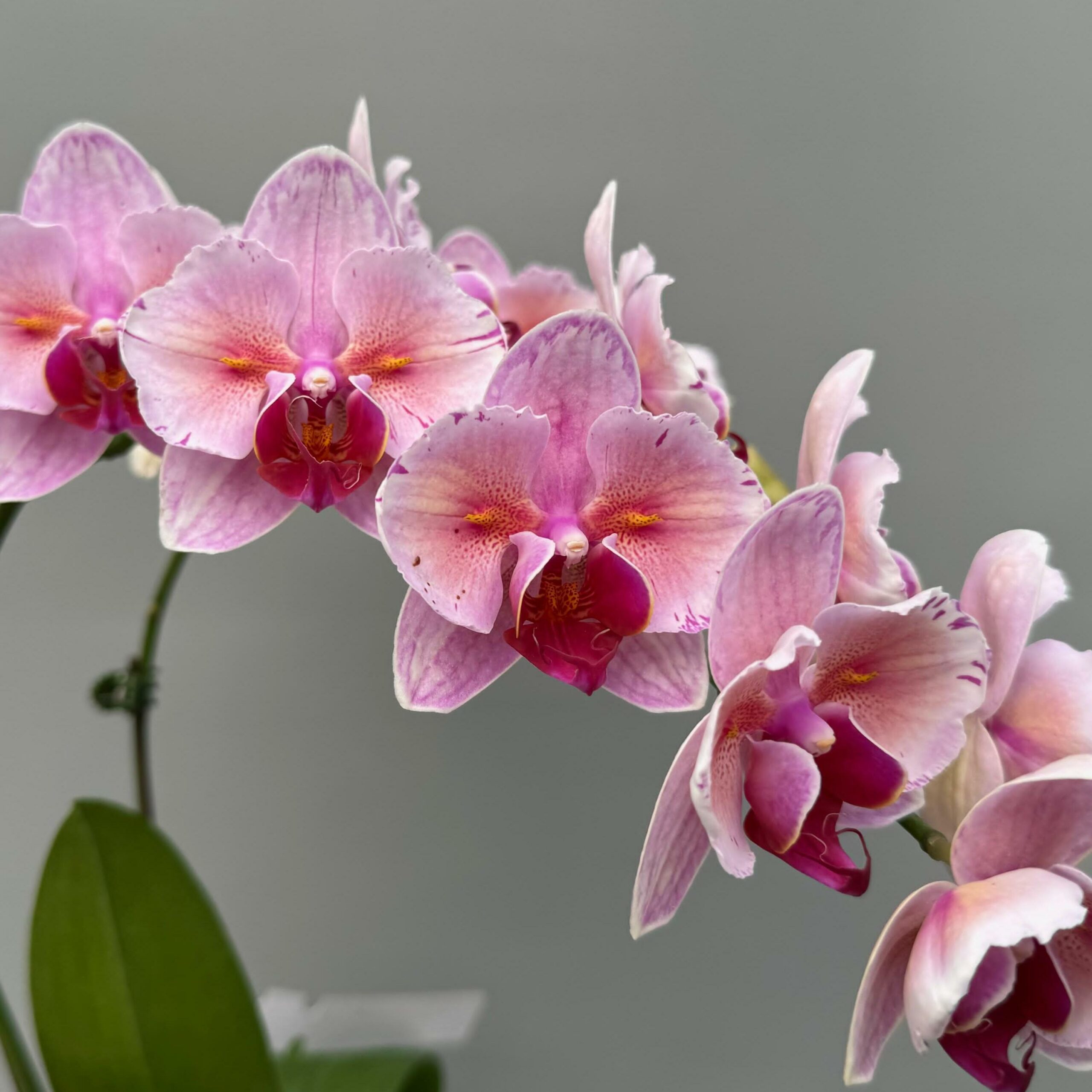 orchids